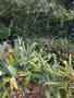 vignette Aechmea bromeliifolia var. albobracteata ,