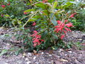 vignette Grevillea rhyolitica encore en fleurs au 25 11 18