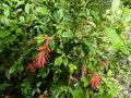 vignette Grevillea rhyolitica encore en fleurs au 11 06 18