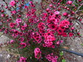 vignette Leptospermum scoparia Red Damask aux magnifiques fleurs doubles au 13 05 17