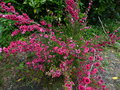 vignette Leptospermum scoparia Red Damask aux magnifiques fleurs doubles au 26 05 18