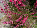 vignette Leptospermum scoparia Red Damask aux magnifiques fleurs doubles au 19 05 18