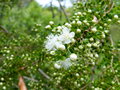 vignette Tepualia stipularis premières fleurs et boutons au 11 06 18
