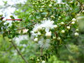 vignette Tepualia stipularis premières fleurs parfumées au 11 06 18