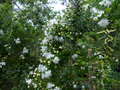 vignette Tepualia stipularis bien parfumé et au feuillage très fin gros plan au 04 06 17