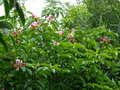 vignette Manglietia (Magnolia ) insignis aux magnifiques fleurs très colorées autre vue au 05 06 18