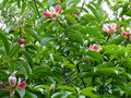 vignette Manglietia (Magnolia ) insignis aux magnifiques fleurs très colorées vue rapprochée  au 05 06 18