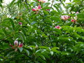 vignette Manglietia (Magnolia ) insignis aux magnifiques fleurs très colorées  au 05 06 18