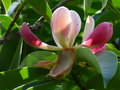 vignette Manglietia (Magnolia ) insignis gros plan des magnifiques fleurs très colorées  au 04 06 18