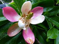 vignette Manglietia (Magnolia ) insignis gros plan des magnifiques fleurs très colorées  au 05 06 18
