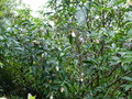 vignette Manglietia (Magnolia ) chingii bien fleuri vue rapprochée au 06 06 18