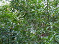 vignette Manglietia (Magnolia ) chingii bien fleuri au 04 06 18