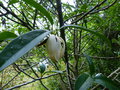 vignette Manglietia (Magnolia ) chingii premieres fleurs au 27 05 18