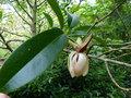 vignette Manglietia (Magnolia ) chingii premieres fleurs gros plan au 30 05 18