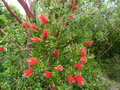 vignette Callistemon citrinus splendens aux grandes fleurs lumineuses au 24 05 18