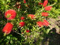 vignette Callistemon citrinus splendens aux grandes fleurs lumineuses gros plan au 24 05 18