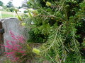 vignette Callistemon pachyphyllus green et Leptospermum scoparium red Daask au 24 05 18