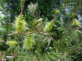 vignette Callistemon pachyphyllus green au 2 05 18