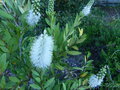 vignette Callistemon citrinus White Anzac autre vue au 25 05 17