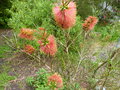 vignette Callistemon pinifolius red au 28 05 18