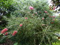 vignette Callistemon rugulosus forme pourpre en début de floraison au 01 06 18 18