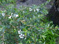 vignette Leptospermum lanigerum Silver Sheen premières fleurs au 10 06 18