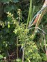 vignette Fuchsia magellanica var. eburnea