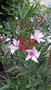 vignette nerium oleander 
