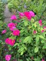 vignette Rosa gallica 'Officinalis' = Rosa gallica 'semi-duplex' = Rosa gallica 'plena' - Rose des Apothicaires, Rose de Provins,