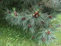 vignette Pinus pinea ,