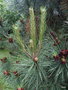 vignette Pinus pinea ,