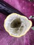 vignette Dracunculus vulgaris (tige rose) intrieur du spathe