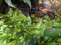 vignette Echium vulgare