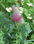 vignette Trifolium rubens - Trfle rougetre, trfle rouge ou queue de renard