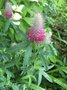 vignette Trifolium rubens - Trfle rougetre, trfle rouge ou queue de renard