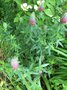 vignette Trifolium rubens - Trfle rougetre, trfle rouge ou queue de renard