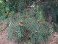 vignette Pinus canariensis , pin des Canaries