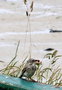 vignette 0-Melon/Porspoder , Anthus petrosus , Pipit maritime littoralis