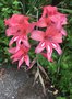 vignette Gladiolus x colvillei 'Peach Blossom' - Glaieul nain