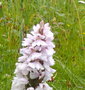 vignette 00- cte sauvage , Dactylorhiza maculata subsp. maculata