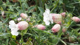 vignette 0-Melon/Porspoder , Silene vulgaris subsp. maritima