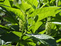 vignette Phytolacca americana ou Phytolacca acinosa / esculenta ?