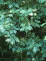 vignette Quercus macrolepis, chêne Vélani ?