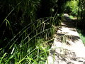 vignette Carex pendula / Carex maxima