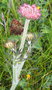 vignette 0-Melon/Porspoder ,Daucus carota subsp. gummifer ,