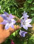 vignette Triteleia laxa = Brodiaea laxa