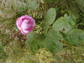 vignette Rosa'SALET' Centifolia Muscosa
