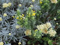 vignette Helichrysum orientalis et Euryops tysonii