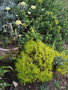 vignette Helichrysum orientalis /Euryops tysonii/ santoline lemon fizz