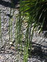 vignette Equisetum ramosissimum 'var. japonicum'